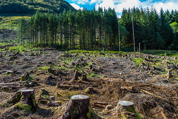 Top Stories: Target on Deforestation